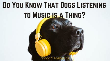 can dogs understand music? Do they feel emotions through it?